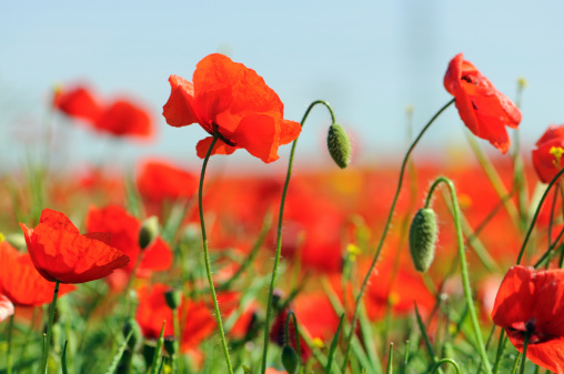 red Corn Poppy in the evening.