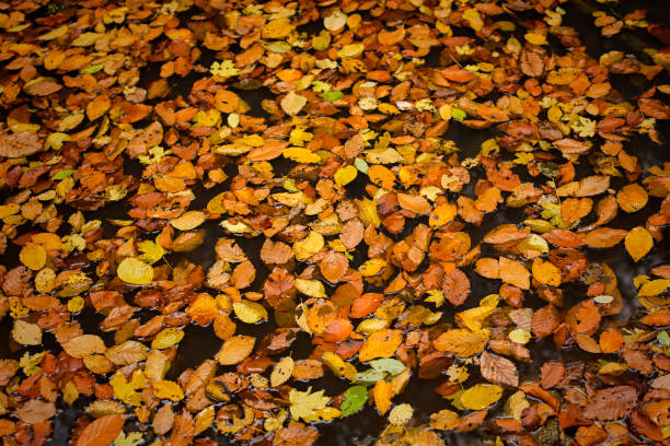 istock Yellow orange leaves puddle 1350917053