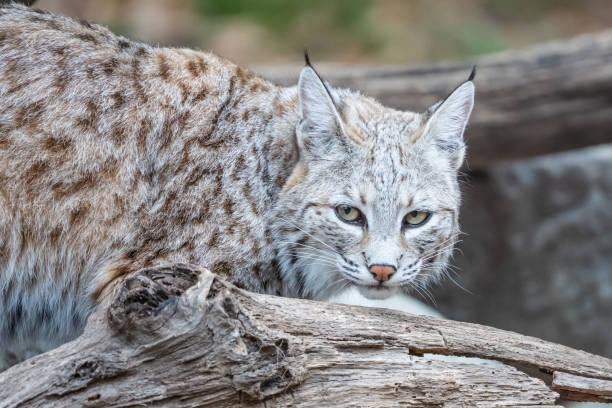 istock Bobcat Standing on Log Near Den 1350918147