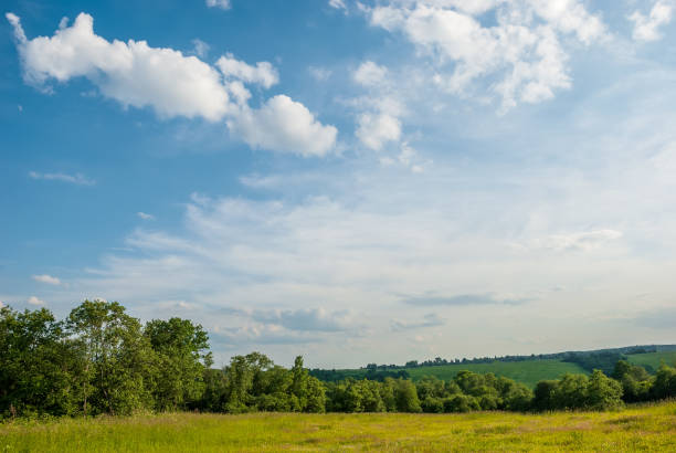istock Field, trees on the horizon and blue sky with clouds. Summer landscape. 1350918281