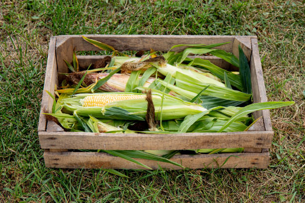 box of corn cobs with green leaves wooden crate of corn cobs with green leaves on green grass, useful fresh vegetables corn cob eaten stock pictures, royalty-free photos & images