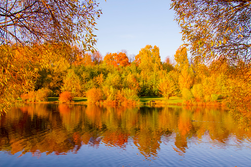 picturesque autumn landscape: trees with yellow foliage on the river bank, with reflection in the water