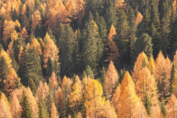 istock yellow larches and green pine trees at fall in the woods 1350920782