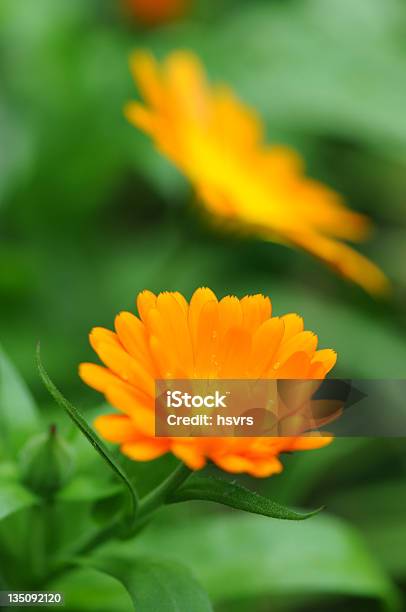 Gartenringelblume Calendula Officinalis Stockfoto und mehr Bilder von Alternative Medizin - Alternative Medizin, Blüte, Blütenblatt