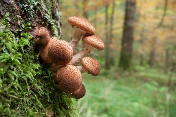 istock mushrooms grown up inside a forest in Dolomites (Italy) 1350922288