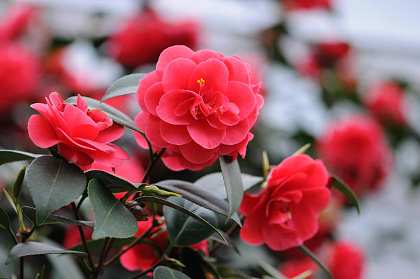 bush of Japanese Camellia (Camellia japonica) Kamelie (Camellia japonica), Japanese Camellia in pink in a greenhouse. called rose of winter.  camellia stock pictures, royalty-free photos & images