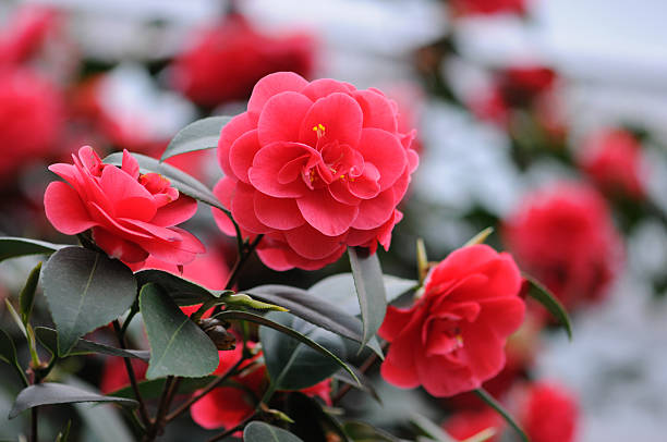 bush japońskich kamelia (camellia japonica - camellia day nobody single flower zdjęcia i obrazy z banku zdjęć