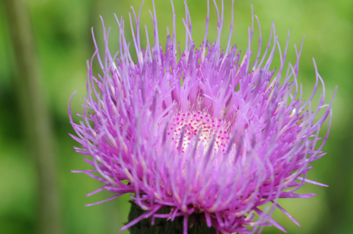 purple Thistle with green background.