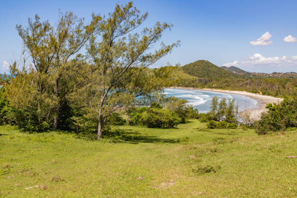 istock Tropical vegetation with beach in background 1350923225