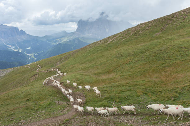 Brillenschaf sheep in an Italian mountain  pasture stock photo