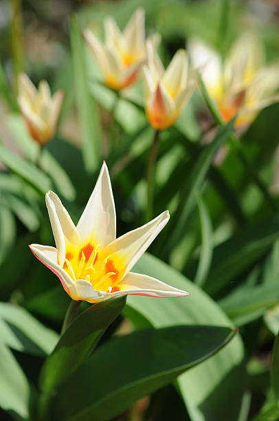 giallo tulipani bianchi - star tulip foto e immagini stock