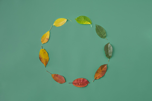 Life cycle time movement in circular form manifested by leaves in collors from green, yellow, red and brown flat lay on aqua background representing a year of life of a tree or human