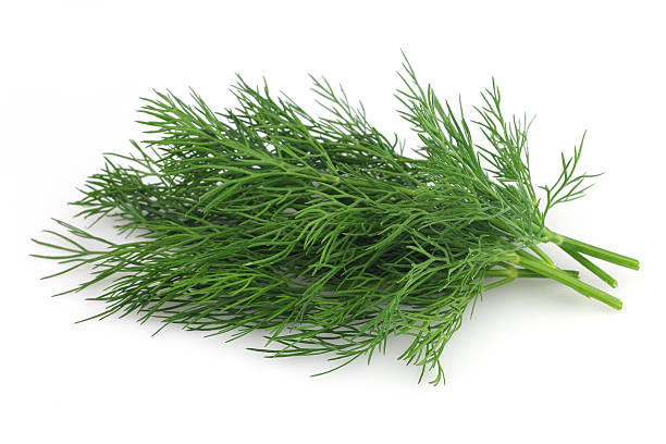 Fresh dill stock photo