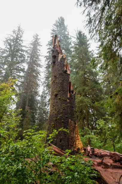 Photo of Mystic rainforest in Olympic National Park, Washington State