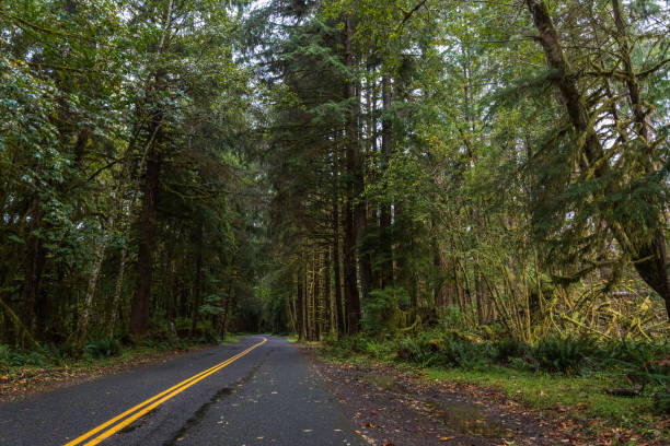 istock Mystic rainforest in Olympic National Park, Washington State 1350926471