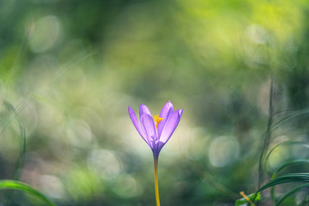 Crocus flower focus on foreground blur background