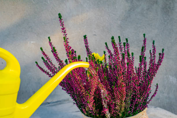 istock heather in a pot and a yellow watering can 1350928985