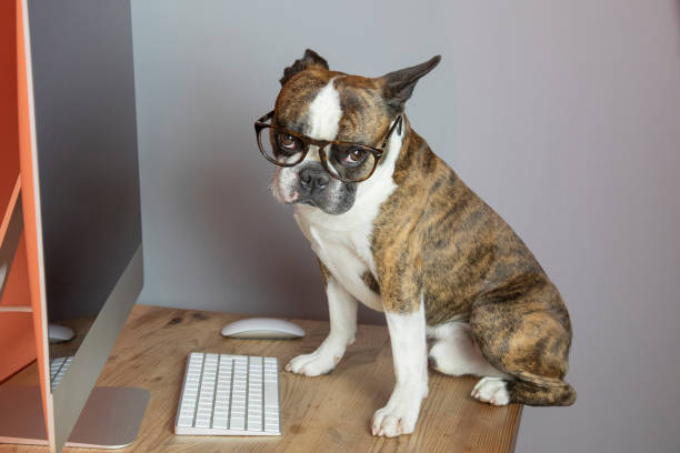istock Cute Boston terrier with glasses works at the computer like a person 1350929249