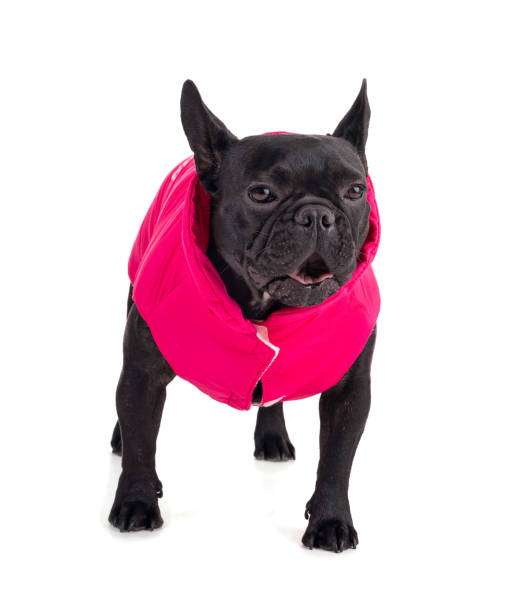 istock French Bulldog with a pink coat 1350929931