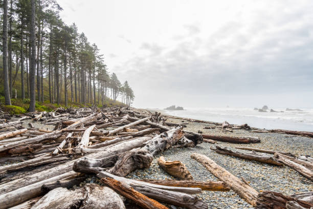 istock Famous Ruby Beach on the Pacific coast, Olympic National Park 1350929946