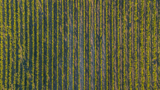 istock Aerial view of lins leading through the grapevine field with fresh vines sprouting from the ground. Early morning view of a grape field. 1350930231