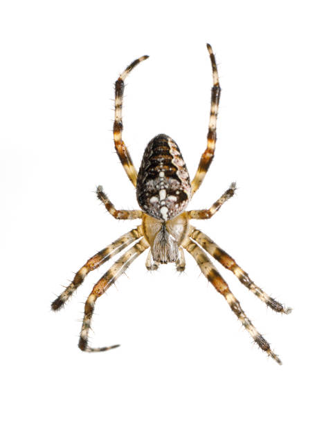 istock Thomisidae spider - crab spider isolated on white background 1350931106