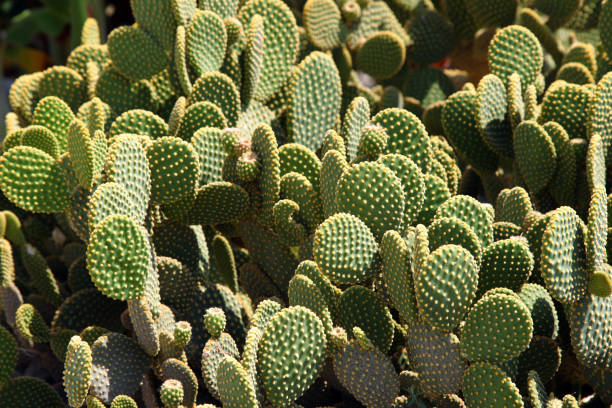 istock Cactus at the garden 1350931235