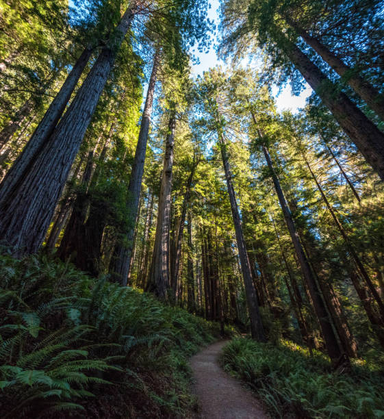 istock Hiking in between giant Sequoia trees in Redwood National Park 1350931921