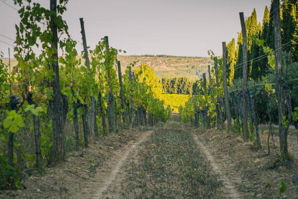 istock Tractor path leading through the grapevine field with fresh vines sprouting from the ground. Early morning view of a grape field. 1350932139