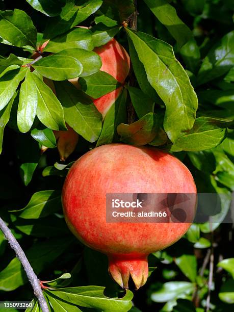 Pomegranate Stock Photo - Download Image Now - Asia, Branch - Plant Part, Deciduous Tree