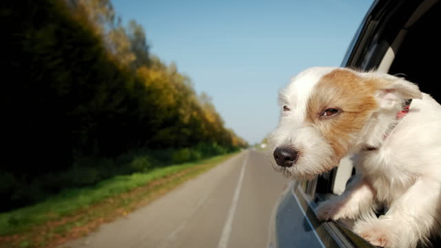 Jack russel Dog sticking their heads out the car window. Slow motion
