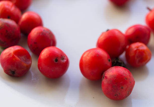Red ash berries on the surface of a white plate.