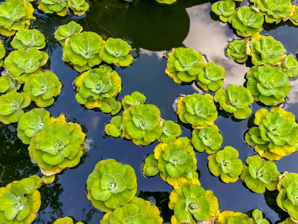 водяной салат - water lettuce plant water plant water стоковые фото и изображения