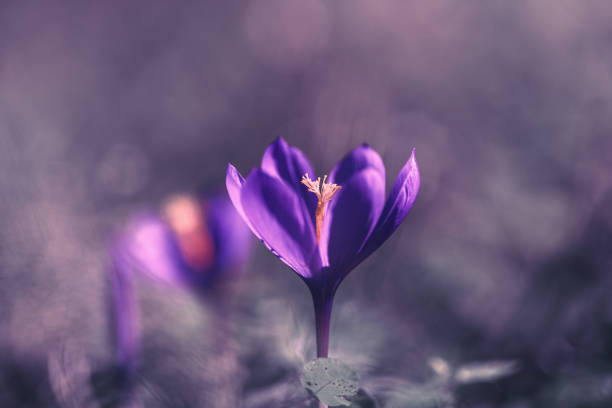 Closeup of a Purple Saffron Crocus  flower in bloom at the beginning of the spring season.