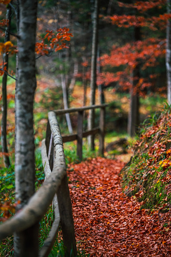 Little bridge with fallen leaves, autumn concept