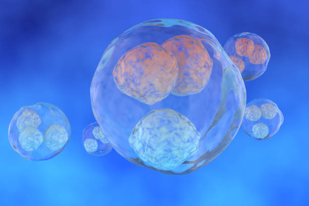 istock Morula Cell, a solid ball of cells resulting from division 1350940212