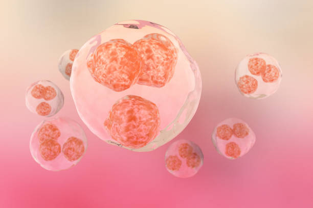 istock Morula Cell, a solid ball of cells resulting from division 1350940213