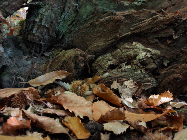 istock background, texture, oak bark with foliage and chestnuts 1350941038