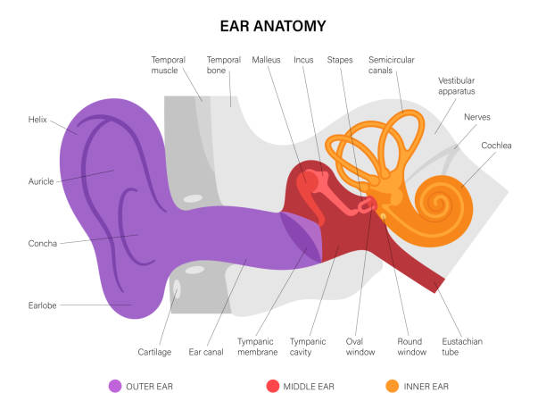 ilustrações, clipart, desenhos animados e ícones de diagrama de anatomia de ouvido - aparelho auditivo