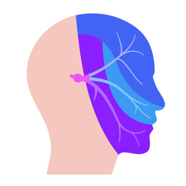 Trigeminal nerve diagram Trigeminal nerve diagram. Ganglion, ophthalmic, mandibular and maxillary nerves. Sensations to the face, mucous membranes, and other structures of the human head. Anatomical flat vector illustration. neuralgia stock illustrations