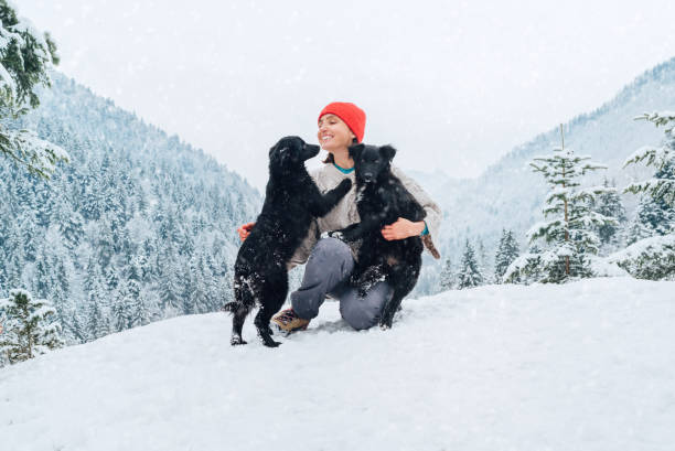 A young woman in warm clothes walking her 2 dogs in a picturesque snowy mountain outdoor. Female laughing and playing with pets and one dog licking an owner's cheek.Human and pets winter concept image stock photo