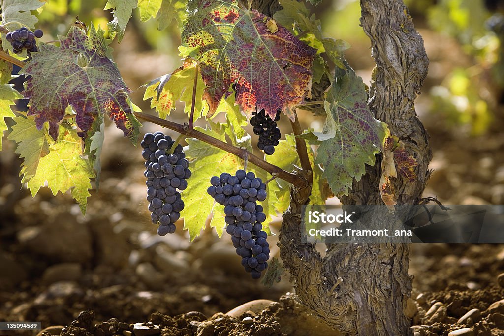 Vignoble dans La région de La Rioja (Espagne) - Photo de Vignoble libre de droits