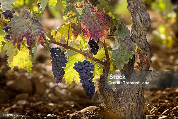 Photo libre de droit de Vignoble Dans La Région De La Rioja banque d'images et plus d'images libres de droit de Vignoble - Vignoble, Rioja, Communauté autonome de La Rioja