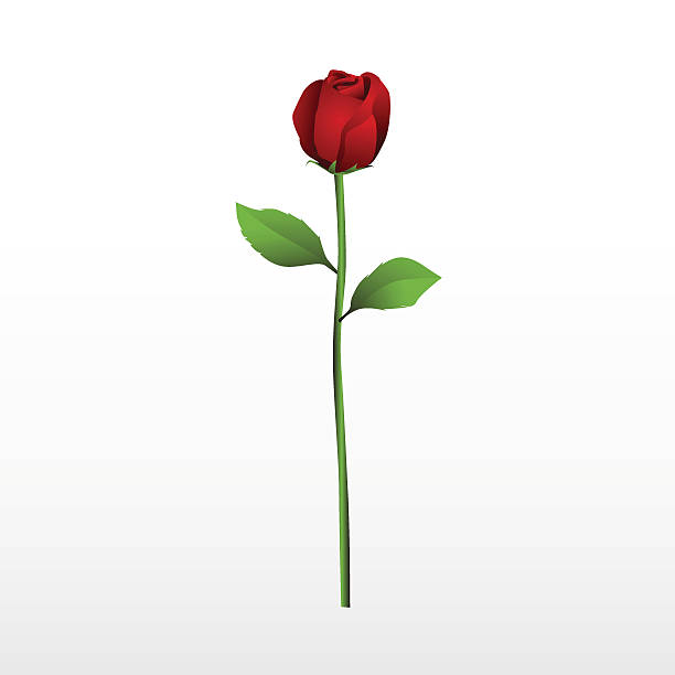 Red rose with it's stalk and leaves on a white background vector art illustration