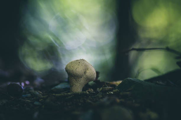 Puffball mushroom in the forest focus on foreground