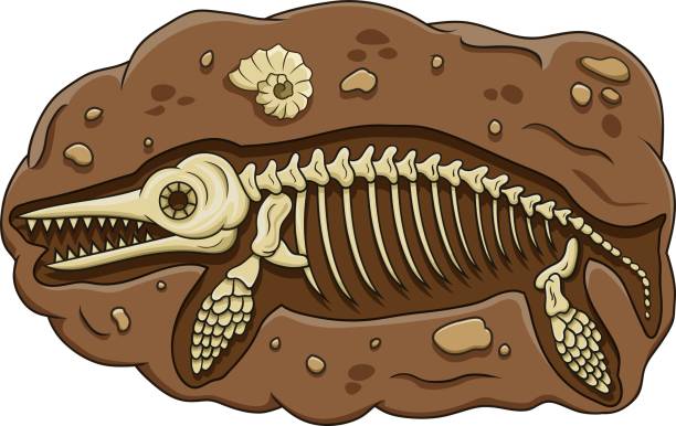 ilustrações, clipart, desenhos animados e ícones de ilustração do fóssil de dinossauro ictiossauro de desenho animado - fóssil