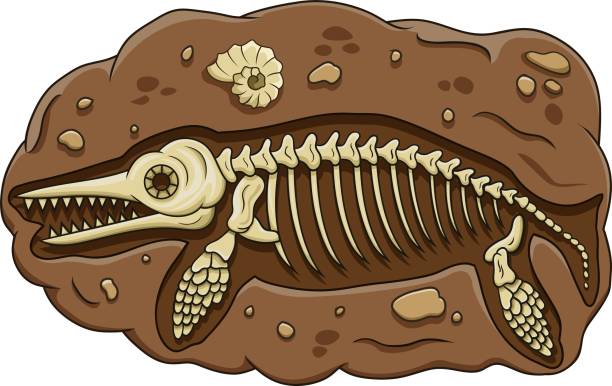 Illustration of cartoon ichthyosaurus dinosaur fossil Vector illustration of Illustration of cartoon ichthyosaurus dinosaur fossil fossil stock illustrations