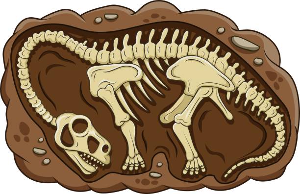  Ilustración de Ilustración Del Fósil De Dinosaurio Brontosaurio De Dibujos Animados y más Vectores Libres de Derechos de Dinosaurio