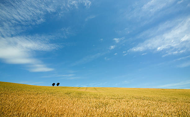 istock Golden wheat field with blue sky in background 135095339