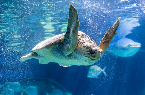 la tartaruga marina sta nuotando nella vasca dell'acquario. - acquarium foto e immagini stock